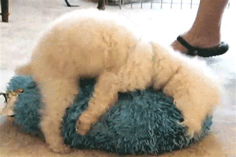 dogs humping gif